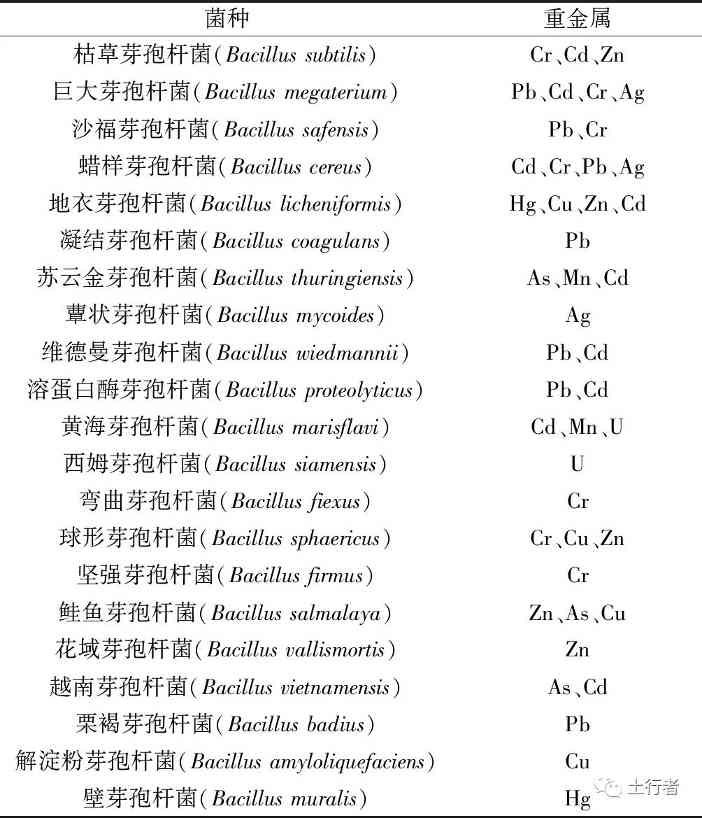 芽孢杆菌在重金属污染土壤修复中的研究进展 - 