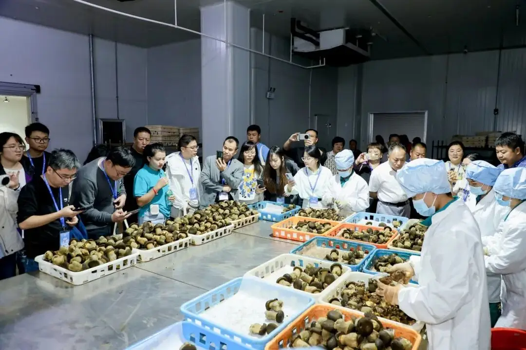 黑牛肝菌产业技术创新与全球发展新路径探索(图18)