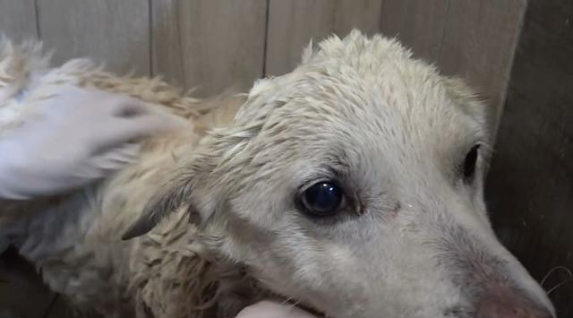 狗晶片作用与优势解析，宠物身份识别与追踪新方式(图1)