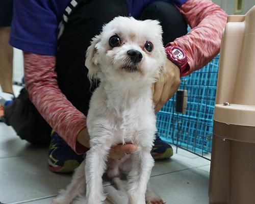 狗晶片作用与优势解析，宠物身份识别与追踪新方式(图2)