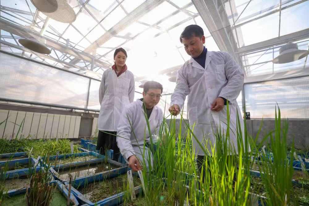 春耕生产全面展开，农资供应、防灾保苗与科技赋能新进展(图5)