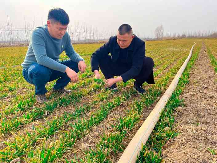 春耕生产全面展开，农资供应、防灾保苗与科技赋能新进展(图4)