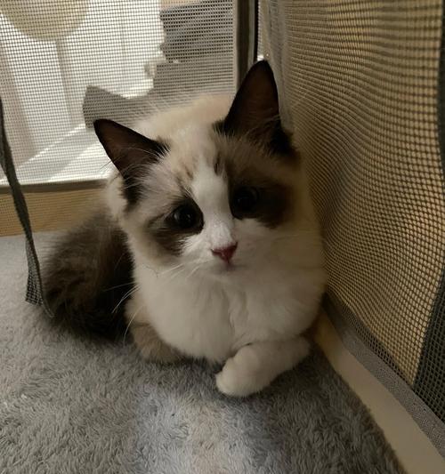 布偶猫养殖规模化现象解析与市场生态发展探讨 - 