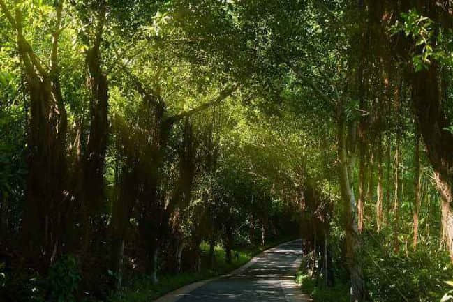 负氧离子是什么？它对人体健康与空气净化有何重要作用 - 