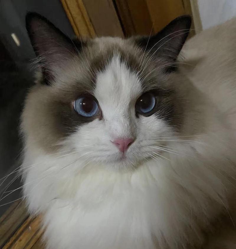 布偶猫养殖规模化现象解析与市场生态发展探讨(图3)