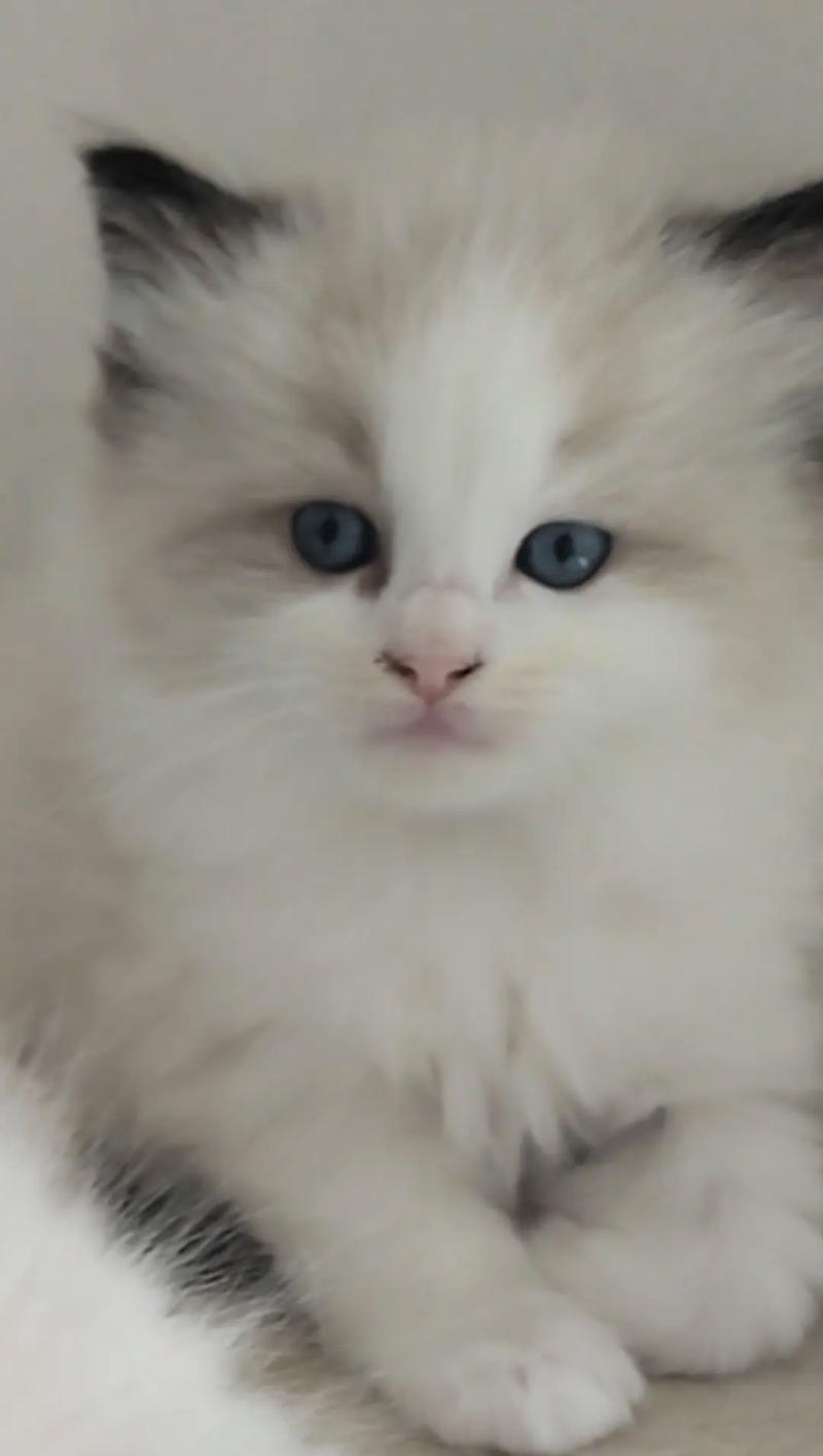 布偶猫养殖规模化现象解析与市场生态发展探讨(图2)